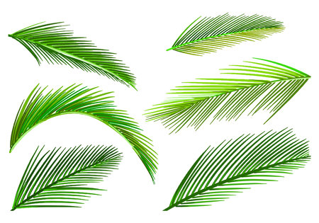 Decorative tropical plants green leaf set designのイラスト素材