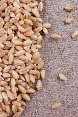 Grains of wheat close-up