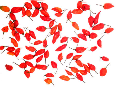 bhut jolokia ghost pepper isolated on white background. ghost pepper page border .bhut jolokia ghost pepper isolated on white background.bhut jolokia .の写真素材