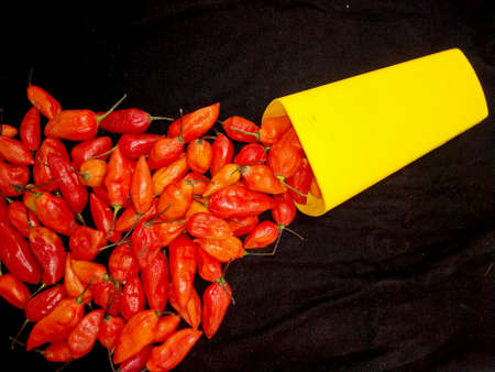 bhut jolokia ghost pepper is coming out of a mug on black background.ghost pepper ( bhut jolokia ) border on black cloth texture background.の写真素材