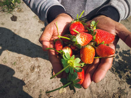 Red ripe strawberries background. Close up, top view.background from freshly harvested strawberries,...