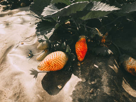 Red ripe strawberries background. Close up, top view.background from freshly harvested strawberries, directly above.の写真素材