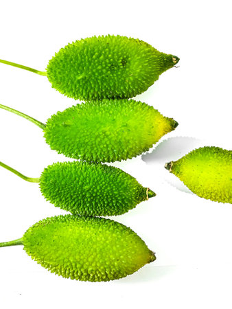 Spiny gourd or spine gourd also known as bristly balsam pear isolated on white backgroundの写真素材