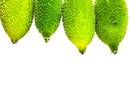 Spiny gourd or spine gourd also known as bristly balsam pear isolated on white backgroundの写真素材