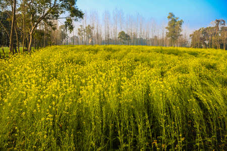 Wide view of mustard crop farm read to harvest, indian agriculture,