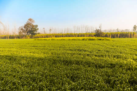 Scenic view of village field ranch farm india, indian agriculture concept, copy space, background
