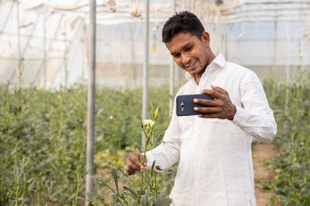 Young indian farmer using smartphone and showing this crop over video call in his poly house of greenhouse field, agriculture and technology concept, copy space, use of internet.の写真素材