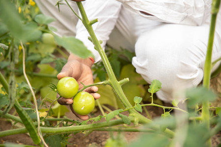 Closeup of farmer hand inspecting or holding unripe tomatoes before harvesting, organic farming and...