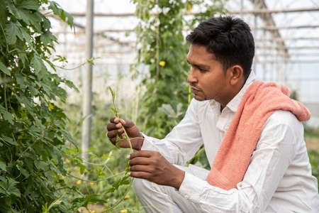 Closeup of young indian farmer inspecting crop from his poly house or greenhouse, modern organic...
