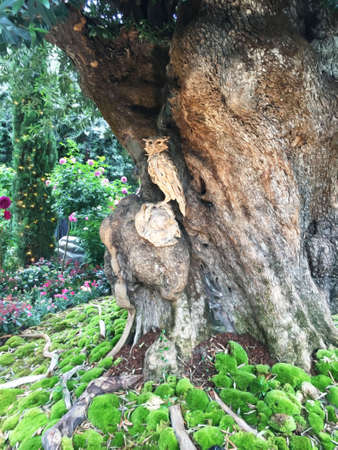 Wooden model of an owl sitting on the trunk and carved out of a huge tree of a public garden in Singaporeのeditorial素材
