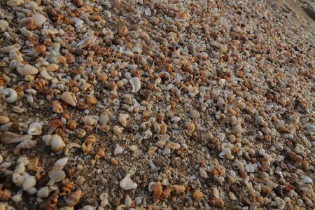 Beautiful & colorful seashells on the sand on the beach in the summer, seashells collection, See...