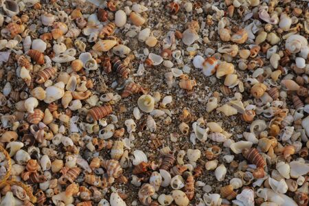 Beautiful & colorful seashells on the sand on the beach in the summer, seashells collection, See...