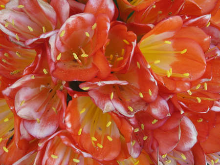 Vivid and vivaciousの写真素材