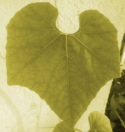 leafの写真素材