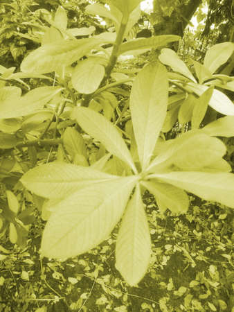 leavesの写真素材