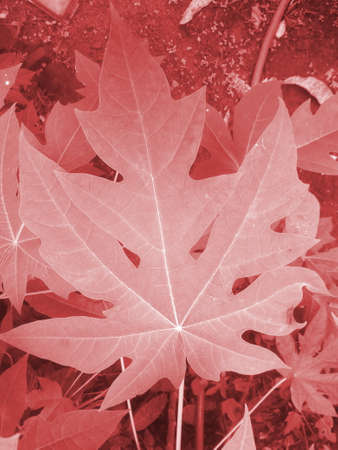 edited leaves
