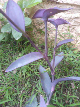 purple leavesの写真素材