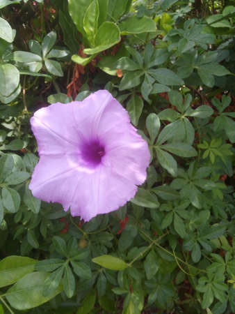 purple flowerの写真素材