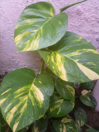 green leavesの写真素材