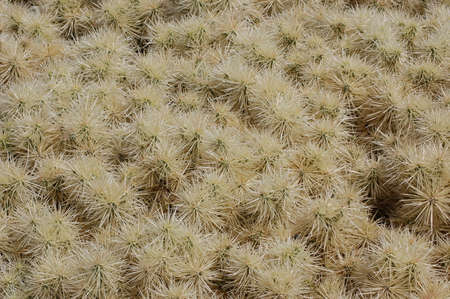Bed of Cactuses in a nice garden