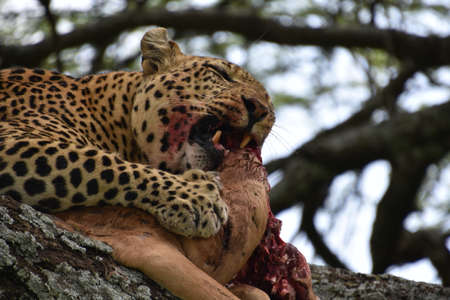 Leopard eating his prey on top of a tree brunchの写真素材
