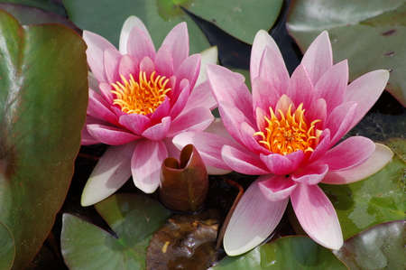 Water lily flowering in the botanical gardenの写真素材