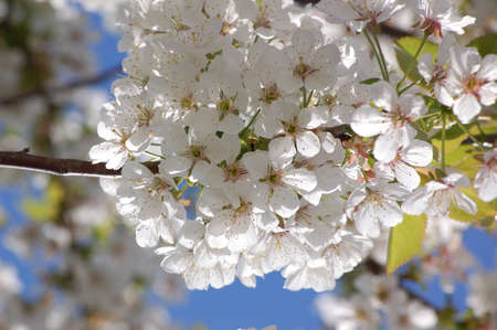 Flowering cherry tree in the garden.の写真素材