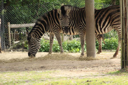 zebrasの写真素材
