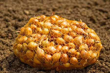 Onions in a sack on the groundの写真素材