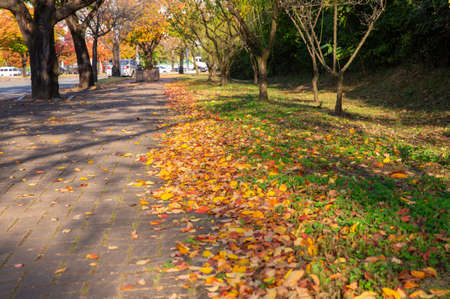 Beautiful autumn scenery in Koreaの写真素材