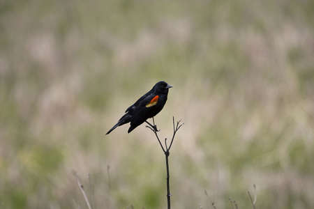Bird on a Branchの写真素材