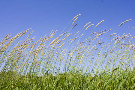 Green Prairie Grass Against a blue skyの写真素材