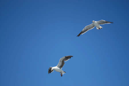 Two white seagulls flying against a blue skyの写真素材