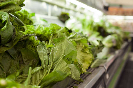Green lettuce in a grocery storeの写真素材