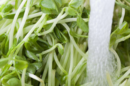 Green sproutsの写真素材