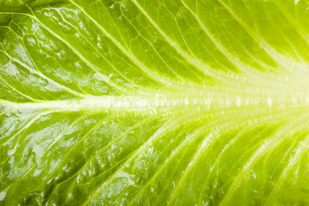 Fresh green romaine lettuce against a white backgroundの写真素材