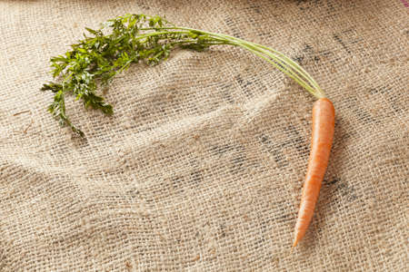 Fresh Organic Carrots against a back groundの写真素材