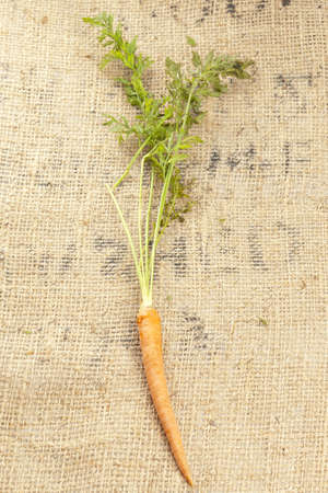 Fresh Organic Carrots against a back groundの写真素材