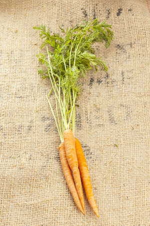 Fresh Organic Carrots against a back groundの写真素材