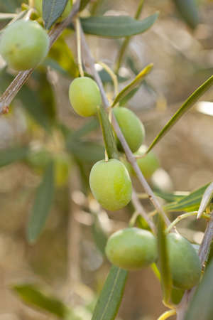 Group of Organic Green Olives on an olive treeの写真素材