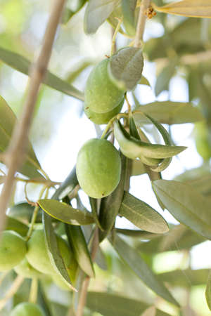 Group of Organic Green Olives on an olive treeの写真素材