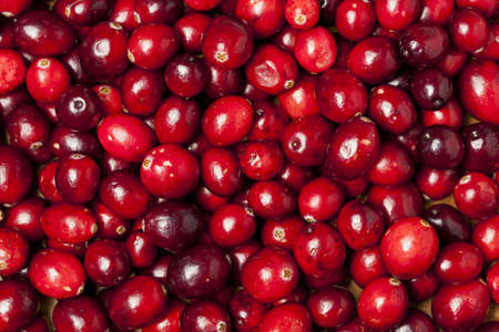 Red Ripe Cranberry against a back groundの写真素材