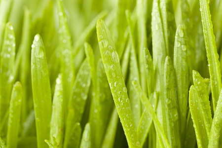 Fresh Green Organic Wheat Grass against a background