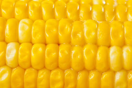 Fresh Organic Yellow Corn on the Cob on a background