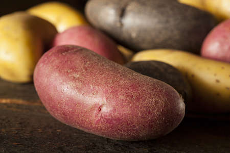 raw organic fingerling potato medley against a backgroundの写真素材