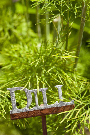 Fresh Green Herbal Dill Leaves in a Gardenの写真素材