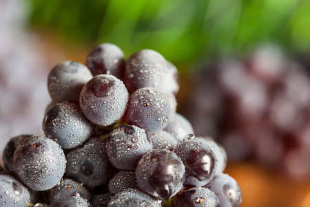 Organic Purple Wine Grapes on a Backgroundの写真素材