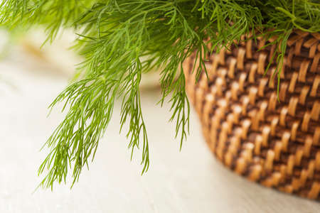 Organic Green Dill Herb on a Backgroundの写真素材