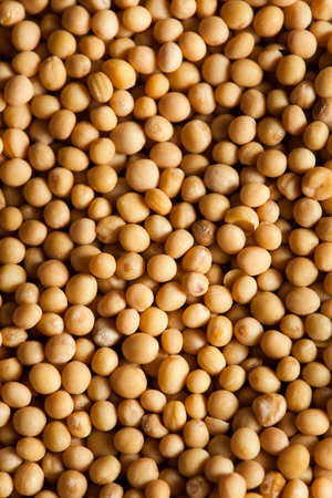 Raw Organic Mustard Seeds in a Spoonの写真素材