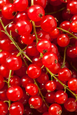 Organic Raw Red Currants on a Background
